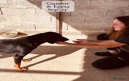 Mixed Breed dogs for adoption: Gambit, 5 yrs approx. Available for adoption. - Image 15