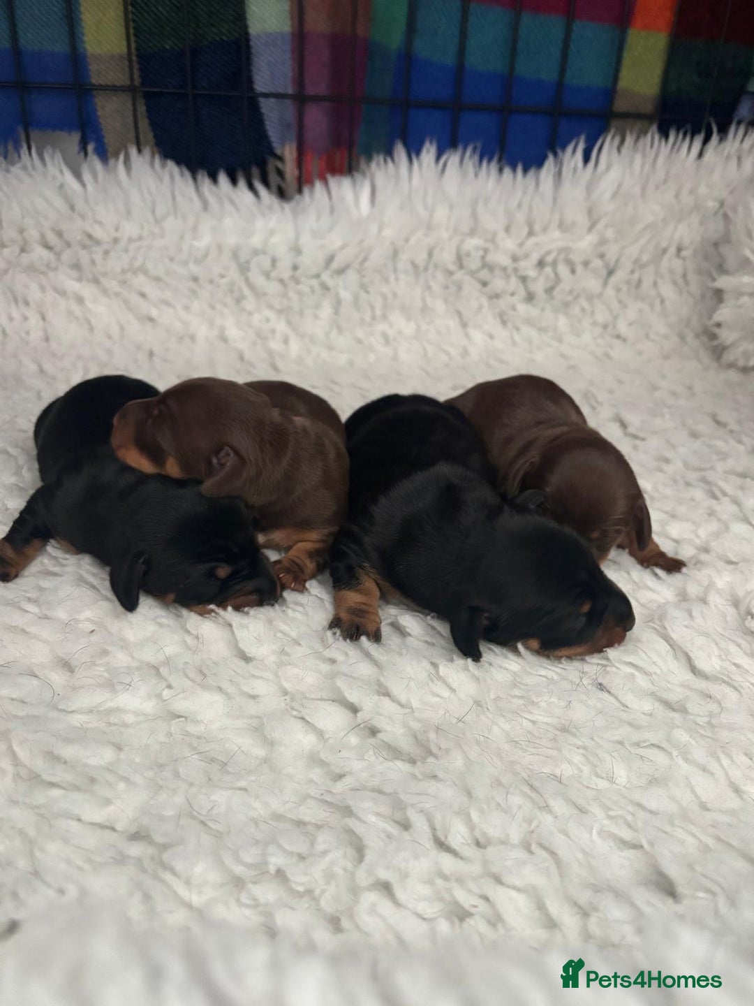 Dachshund dogs for sale: Dachshund puppies - Image 2