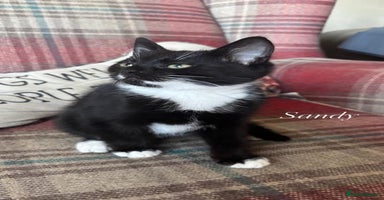 Mixed Breed cats - Advert 13