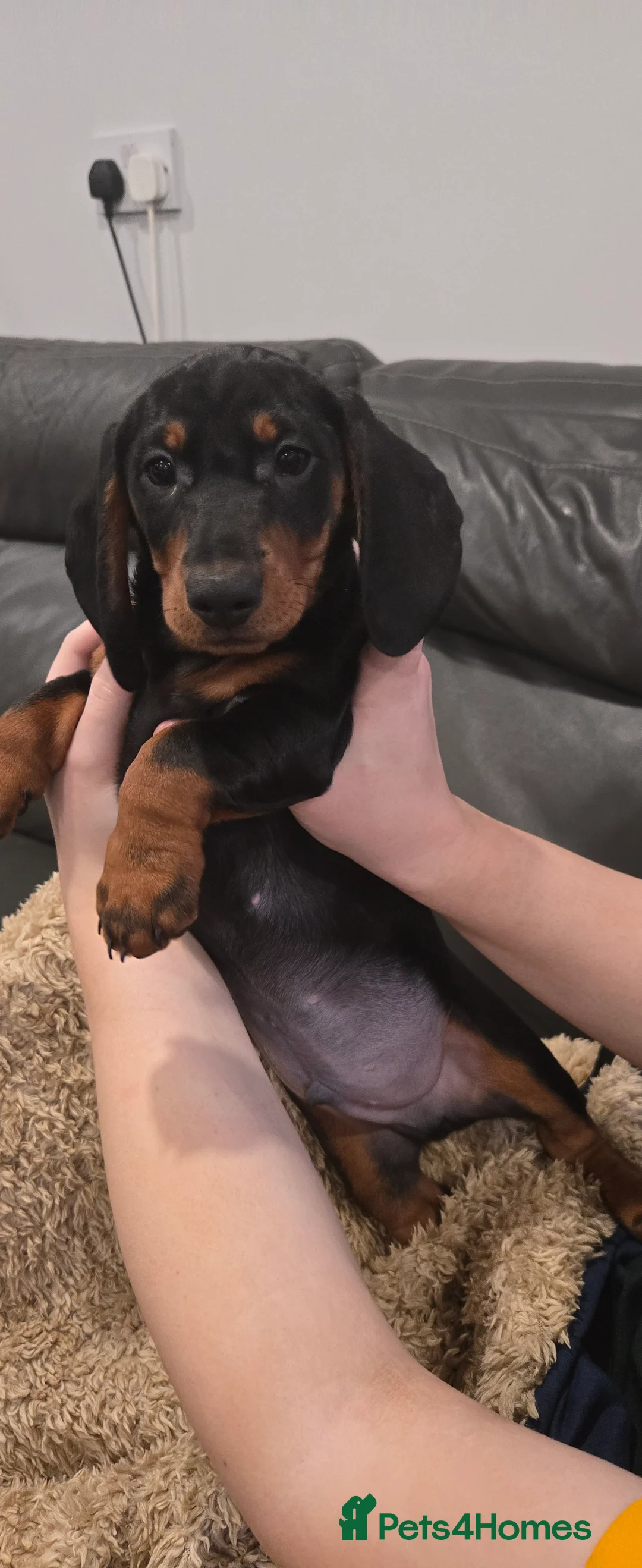 Dachshund dogs for sale: Beautiful Daxis - Advert 18