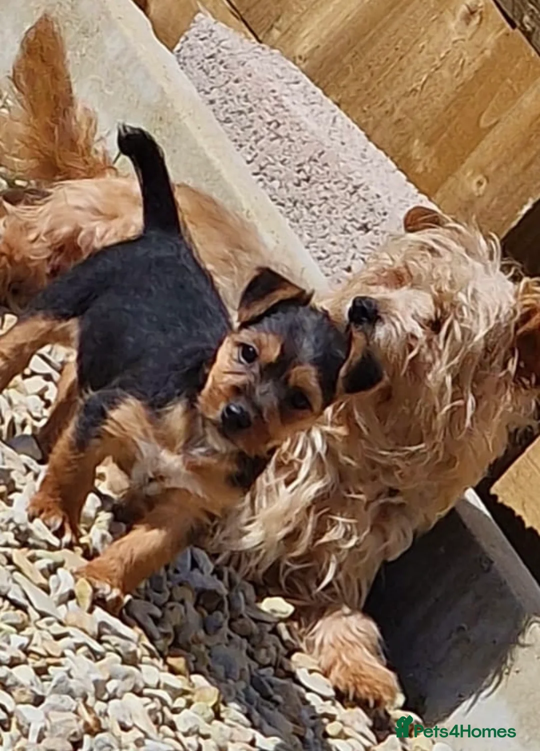 Mixed Breed dogs for sale: Jack russell males  in Oxford - Advert 2