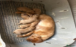 Cavapoo dogs for sale: Real Life Teddy Bears, Cavapoo babies  - Image 3