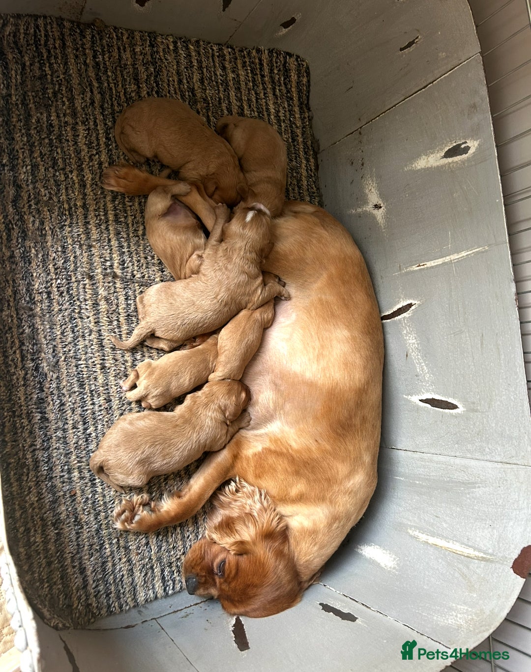 Cavapoo dogs for sale: Real Life Teddy Bears, Cavapoo babies  - Image 3