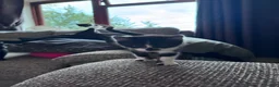 Mixed Breed cats for sale: Mixed kittens - Advert 6