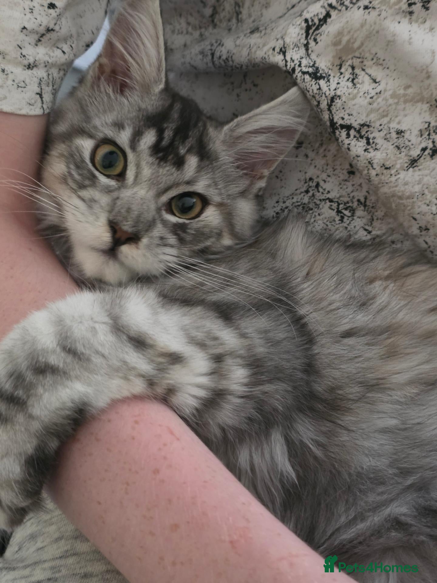 Maine Coon cats 😊LAST TICA registered girl 😊  - Advert 2
