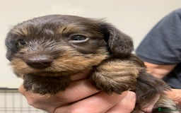 Miniature Dachshund dogs for sale: Wirehaired KC reg mini dachshunds  - Image 15