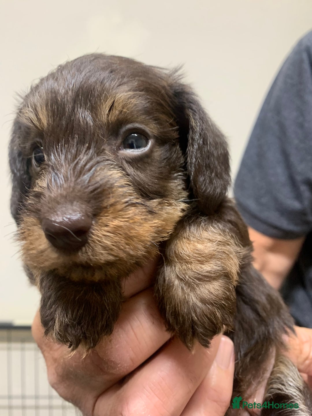 Miniature Dachshund dogs for sale: Wirehaired KC reg mini dachshunds  - Image 15
