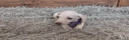 Miniature Dachshund dogs for sale: 🐾 Beautiful Miniature Dachshund Puppies 🐾 - Advert 16