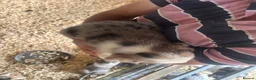 Border Collie dogs for sale: Collie puppies - merles  - Advert 19