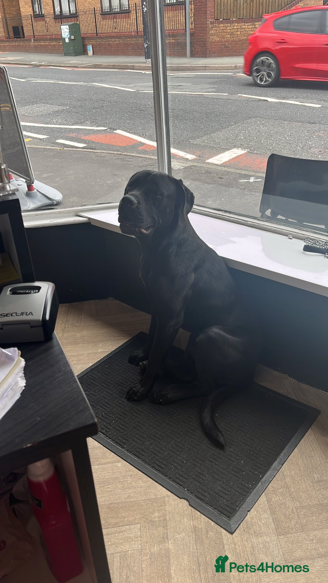 Cane Corso dogs for sale: Thor cane corso  - Advert 4