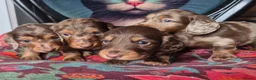 Miniature Dachshund dogs for sale: KC PRA clear Miniature dachshund puppies  - Advert 14