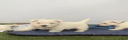 West Highland Terrier dogs for sale: West Highland Terrier puppies  - Advert 9