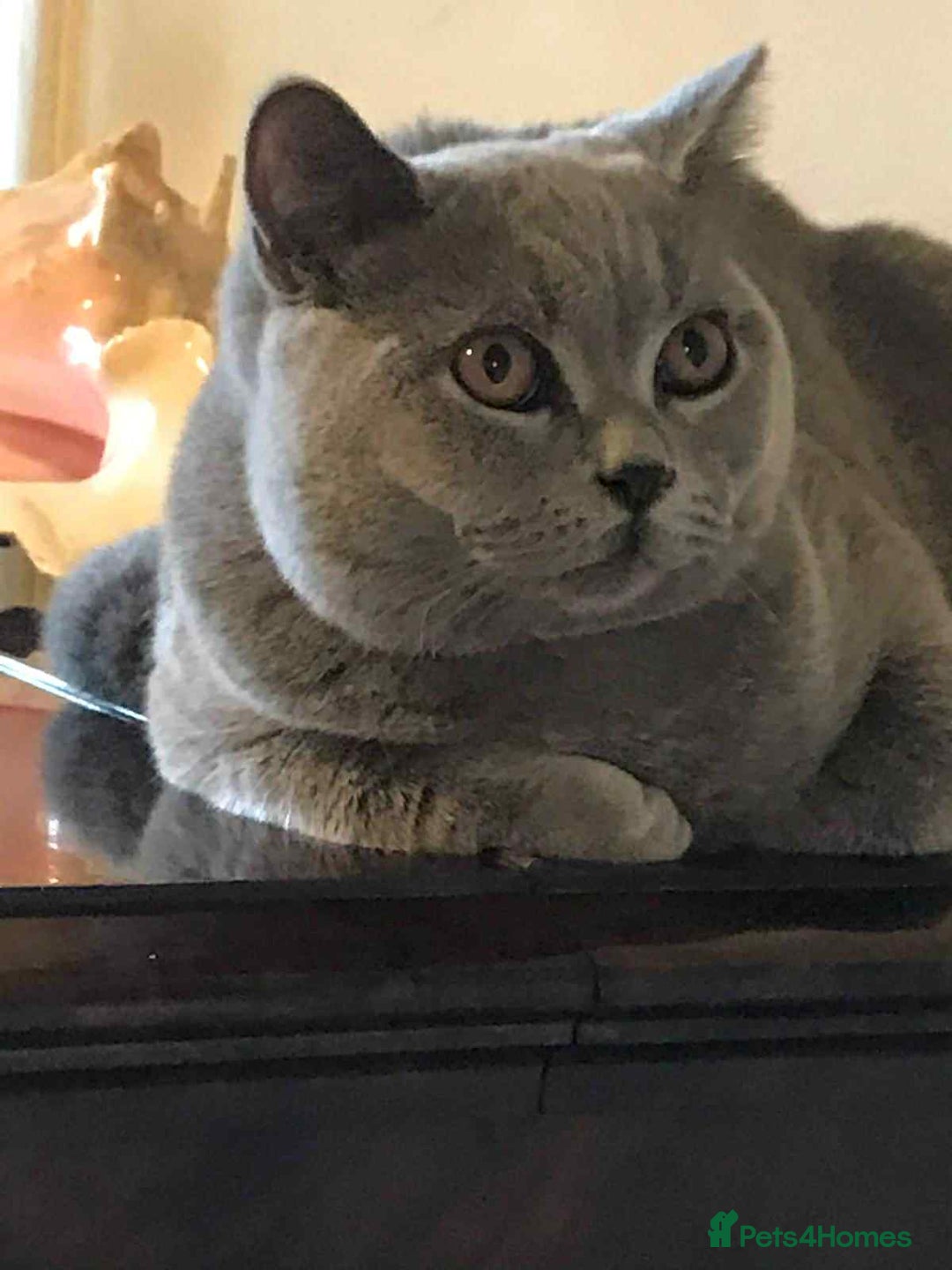 British Shorthair cats for stud: Ciccetto for stud - Image 4