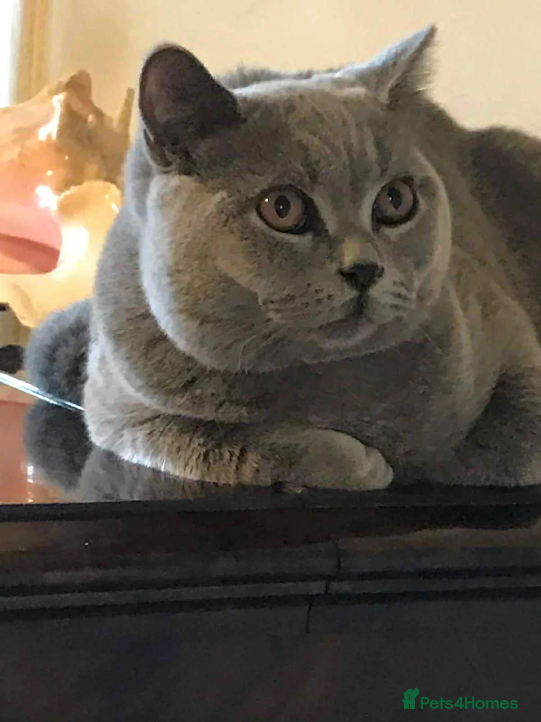 British Shorthair cats for stud: Ciccetto for stud - Advert 4