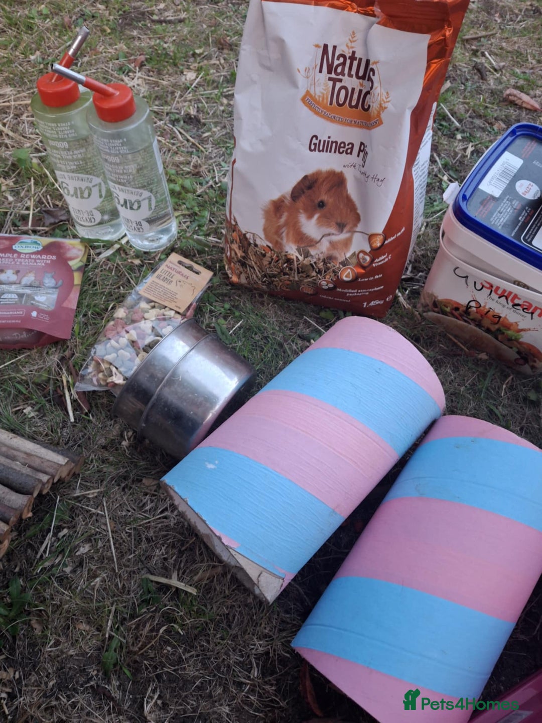 Guinea Pig rodents for sale: 3 Female Guinea Pigs- plus Hutch and extras - Image 17
