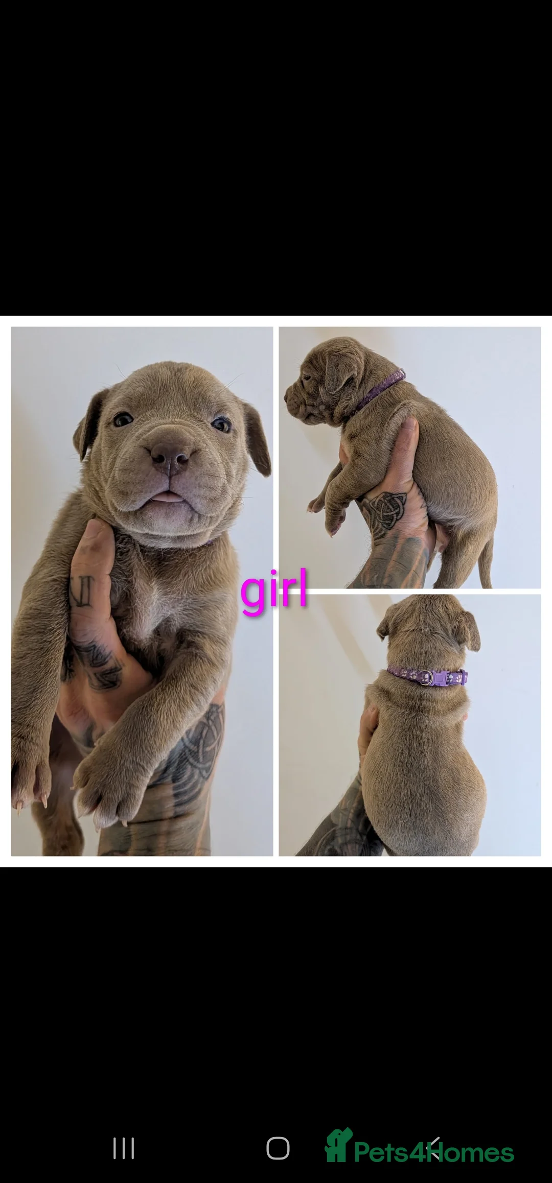 Mastiff dogs for sale: Stunning mastiff puppies - Advert 2