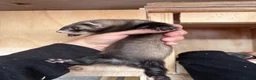 Ferret rodents for sale: Black ferrets  - Advert 8