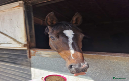 Irish Thoroughbred horses for sale: Crunchie-TB mare for sale with Galileo bloodlines - Image 5