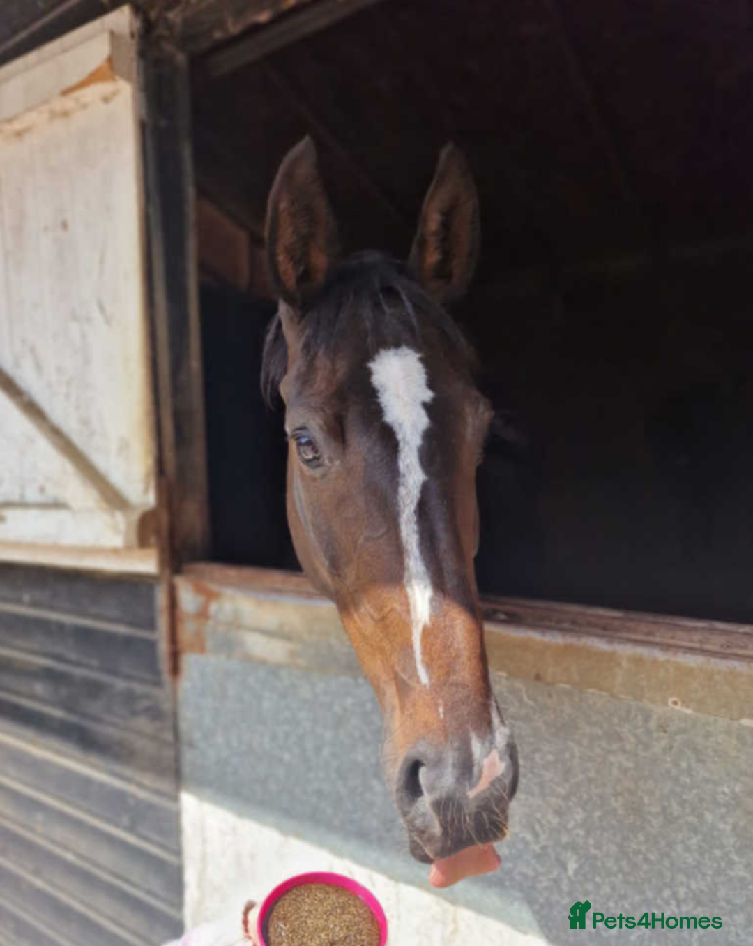 Irish Thoroughbred horses for sale: Crunchie-TB mare for sale with Galileo bloodlines - Image 5