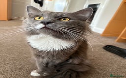 Mixed Breed cats for sale: Domestic Shorthair cross Maine CoonRagdoll kittens - Image 6