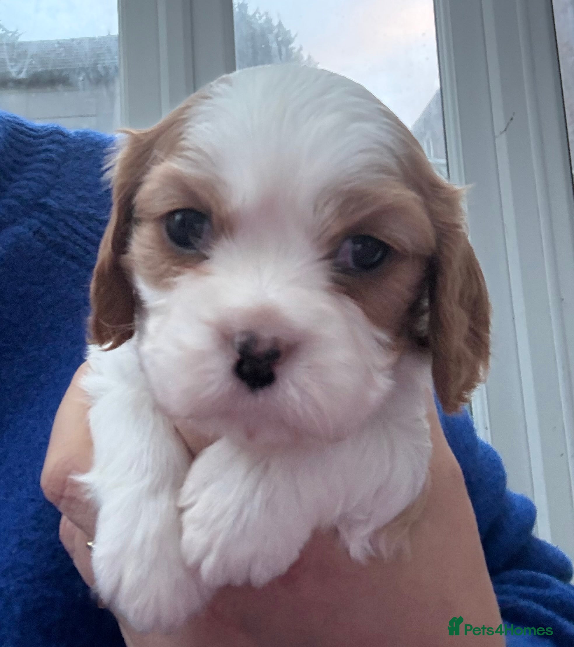 Cavalier King Charles Spaniel dogs Adorable Cavalier King Charles Spaniel  - Advert 13