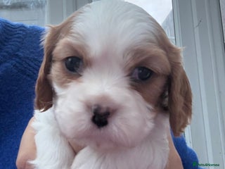 Cavalier King Charles Spaniel dogs Adorable Cavalier King Charles Spaniel - Advert 18