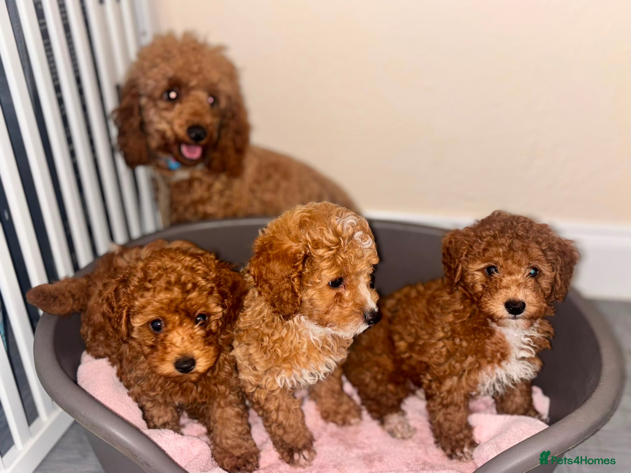 Toy Poodle dogs Toy poodle puppies now ready to leave - Advert 4