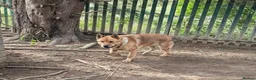 Mixed Breed dogs for sale: 10 month old german shepherd x american akita - Advert 2