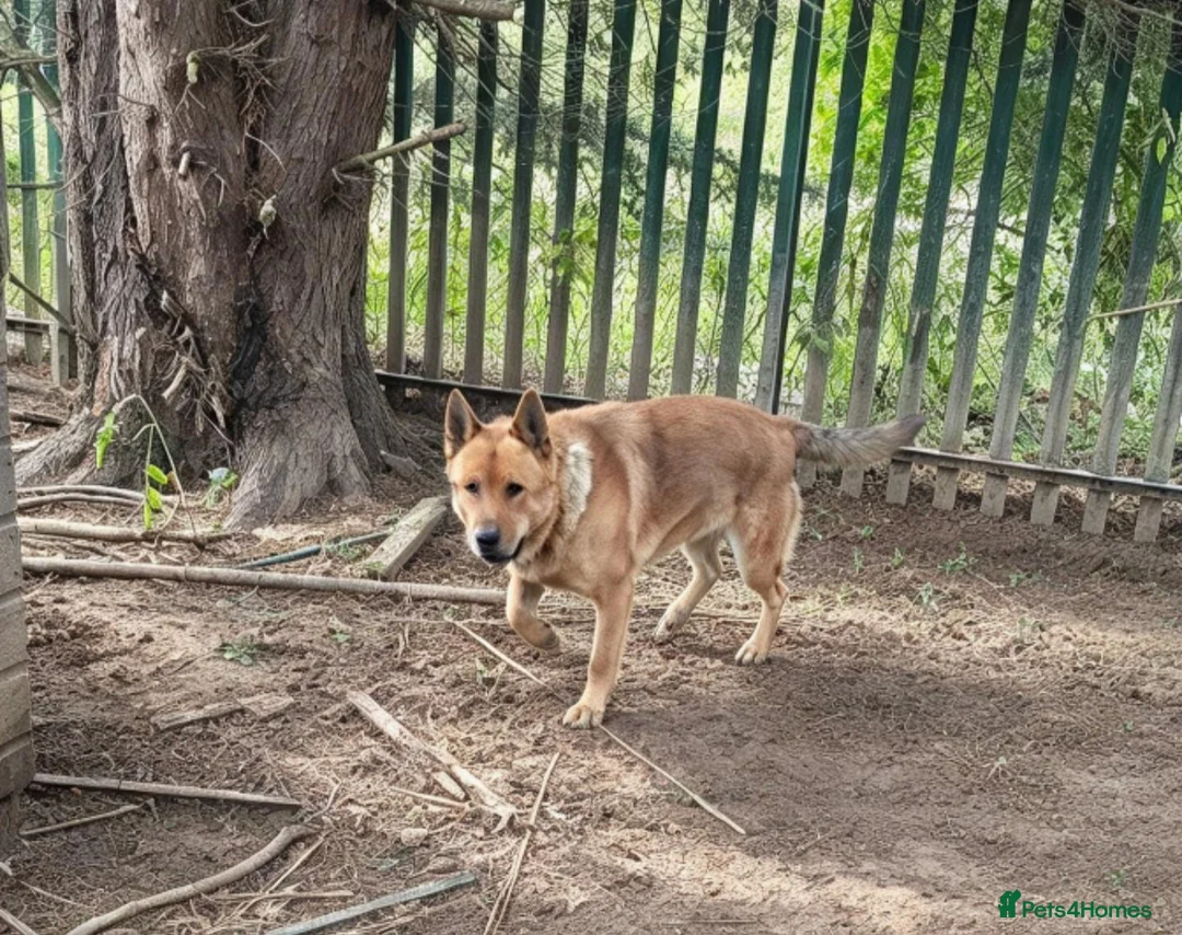 Mixed Breed dogs for sale: 10 month old german shepherd x american akita - Advert 2