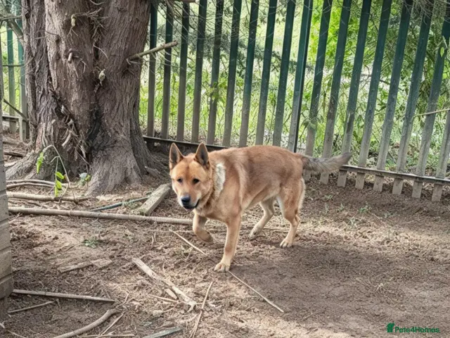 Mixed Breed dogs for sale: 10 month old german shepherd x american akita - Advert 20