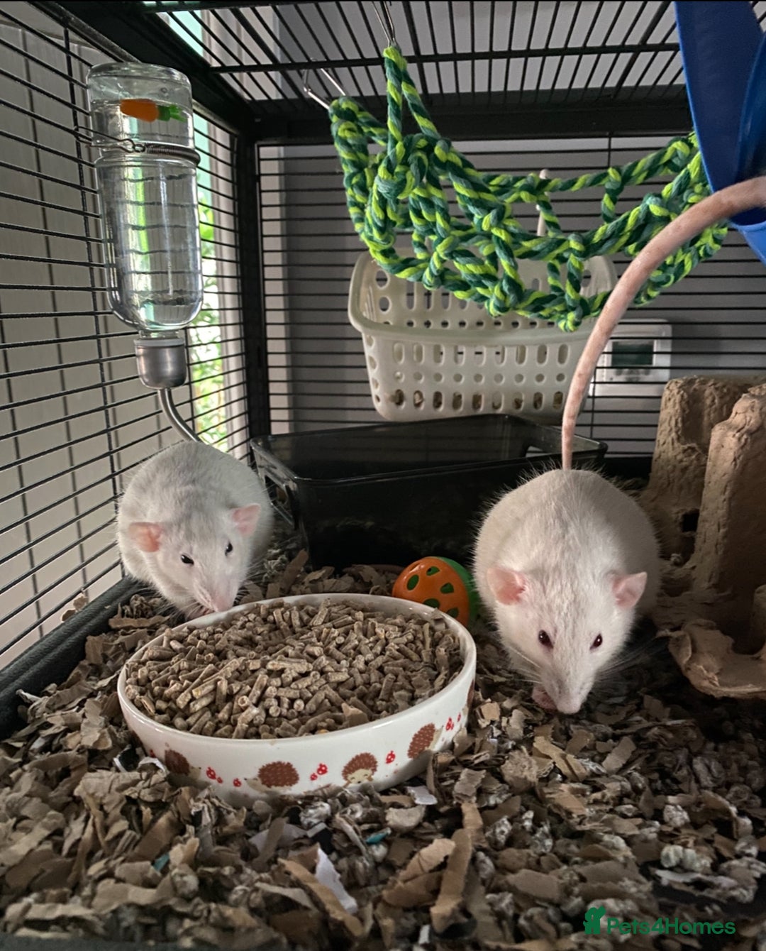 Rat rodents for sale: Female rats and cage for sale  - Image 3