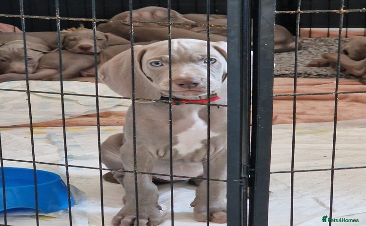 Weimaraner dogs in Telford - Advert 2