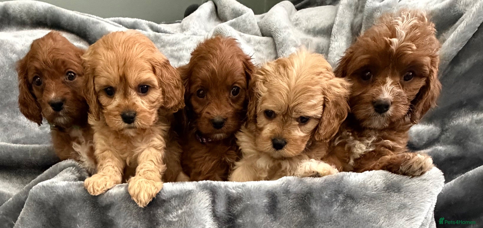 Cavapoo dogs EXCEPTIONAL EXTENSIVELY HEALTH TESTED CAVAPOOS  - Advert 1