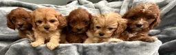 Cavapoo dogs for sale: HOUSE TRAINED EXTENSIVELY HEALTH TESTED CAVAPOOS  - Advert 2