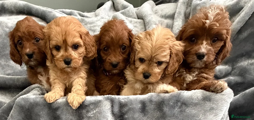 Cavapoo dogs for sale: HOUSE TRAINED EXTENSIVELY HEALTH TESTED CAVAPOOS  - Advert 2
