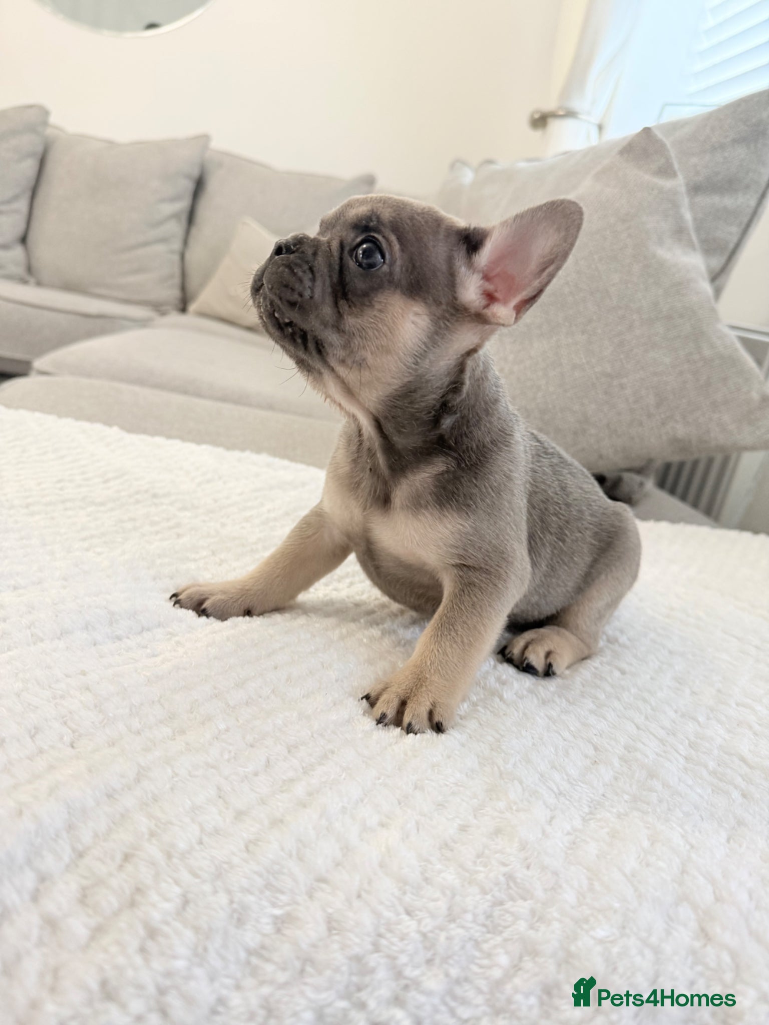 French Bulldog dogs 7 stunning French bulldogs  - Advert 18