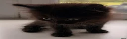 Ragdoll cats for sale: Ragdoll x Domestic Tortoiseshell Shorthair Kittens - Advert 12