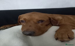 Labrador Retriever dogs for sale: Percy  - Image 5