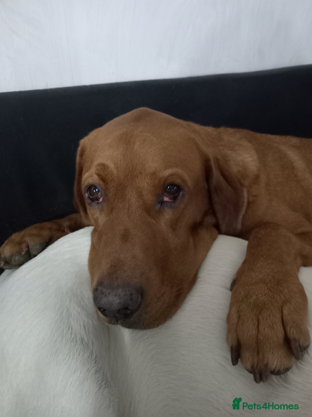 Labrador Retriever dogs for sale: Percy  - Image 5