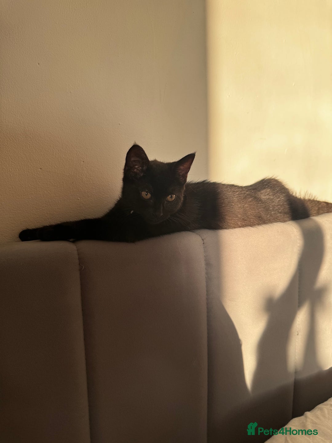 Mixed Breed cats for sale: female kittens. - Advert 15