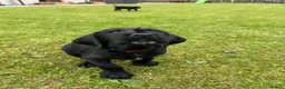 Mixed Breed dogs for sale: 🌟Ready Now🌟 GWPxLab - Advert 11