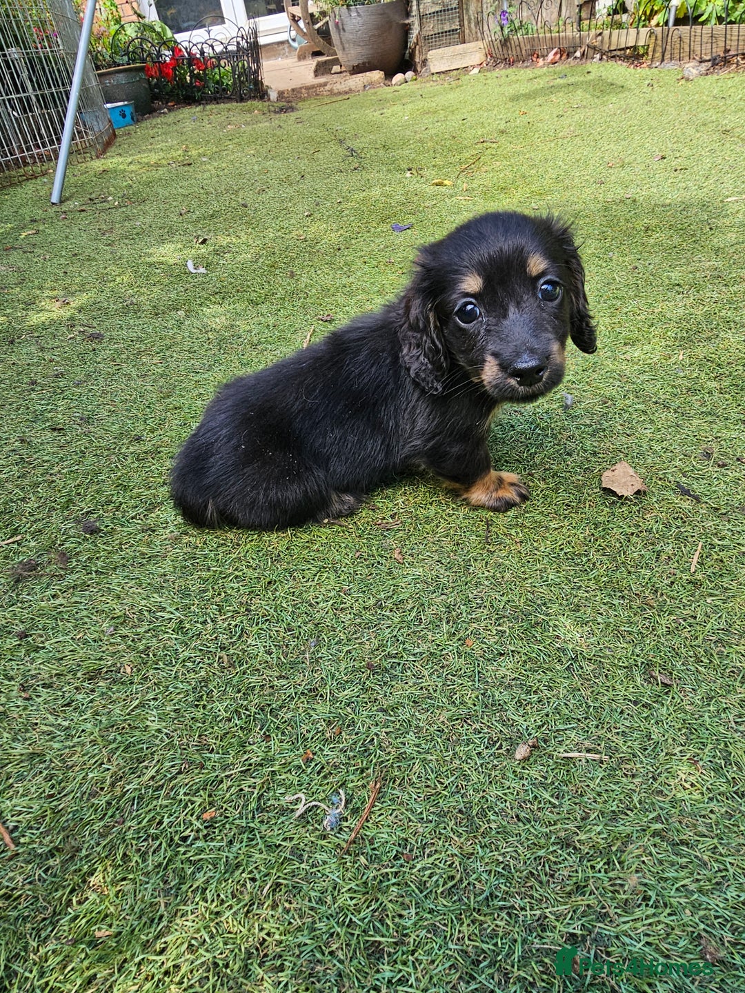Dachshund dogs for sale: Mini Long Haired Dachshund Boys - Image 6