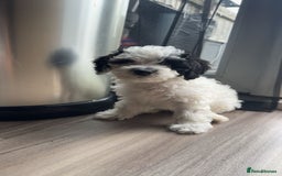 Shihpoo dogs for sale: Shihpoo girl  - Image 3