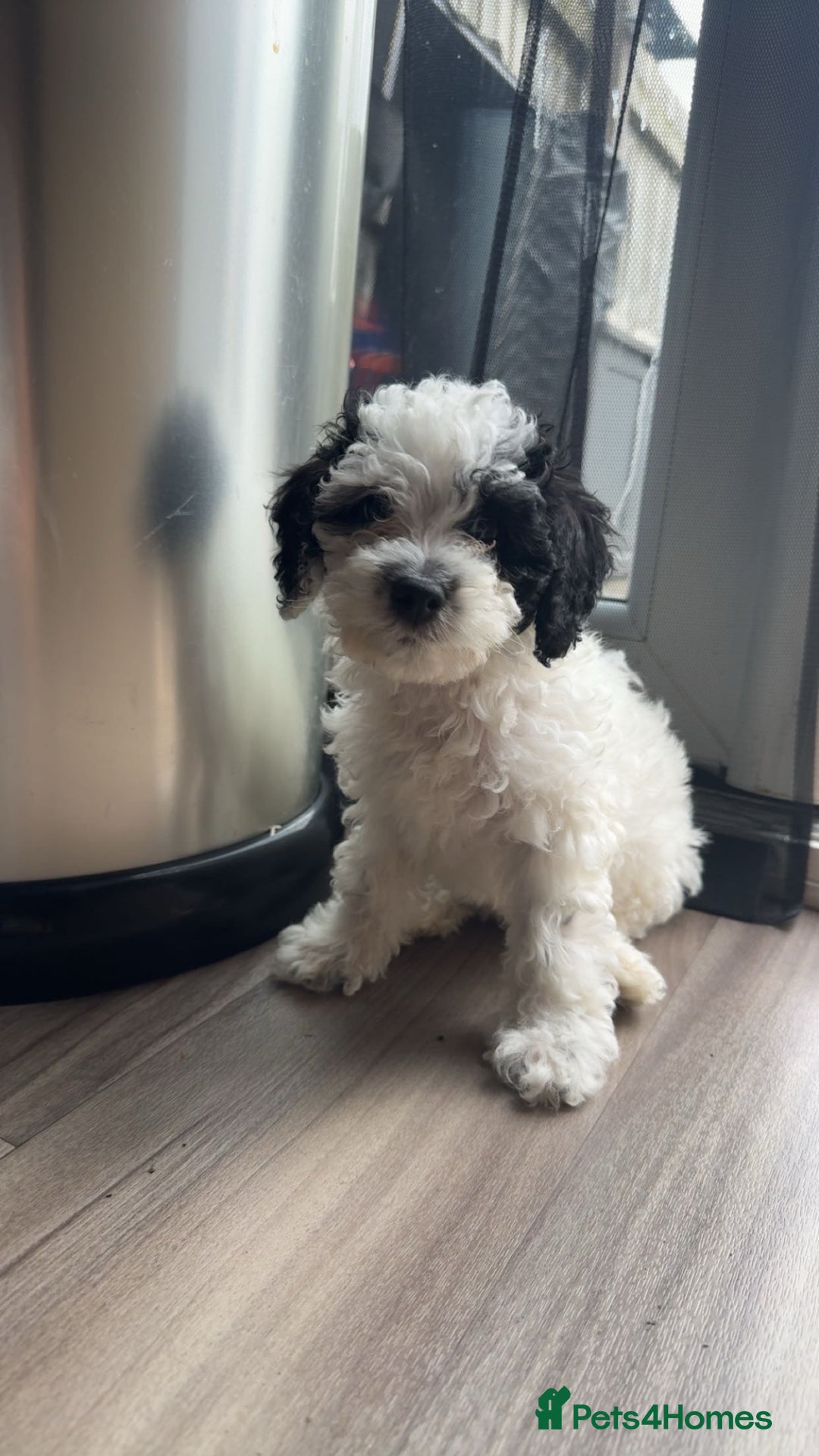 Shihpoo dogs for sale: Shihpoo girl  - Image 3