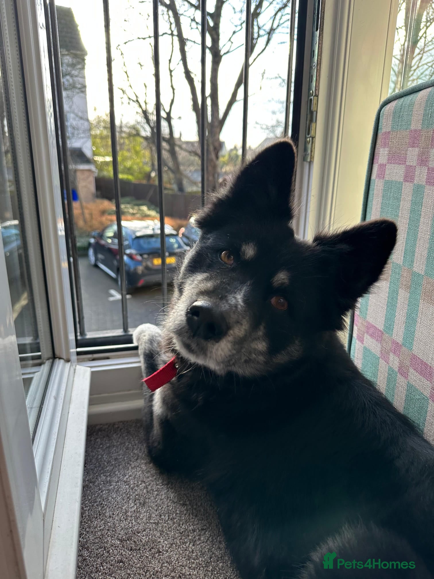 Mixed Breed dogs ❤️Zara: kind, loving & well-balanced Husky cross❤️ - Advert 2