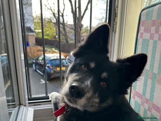 Mixed Breed dogs ❤️Zara: kind, loving & well-balanced Husky cross❤️ - Advert 6