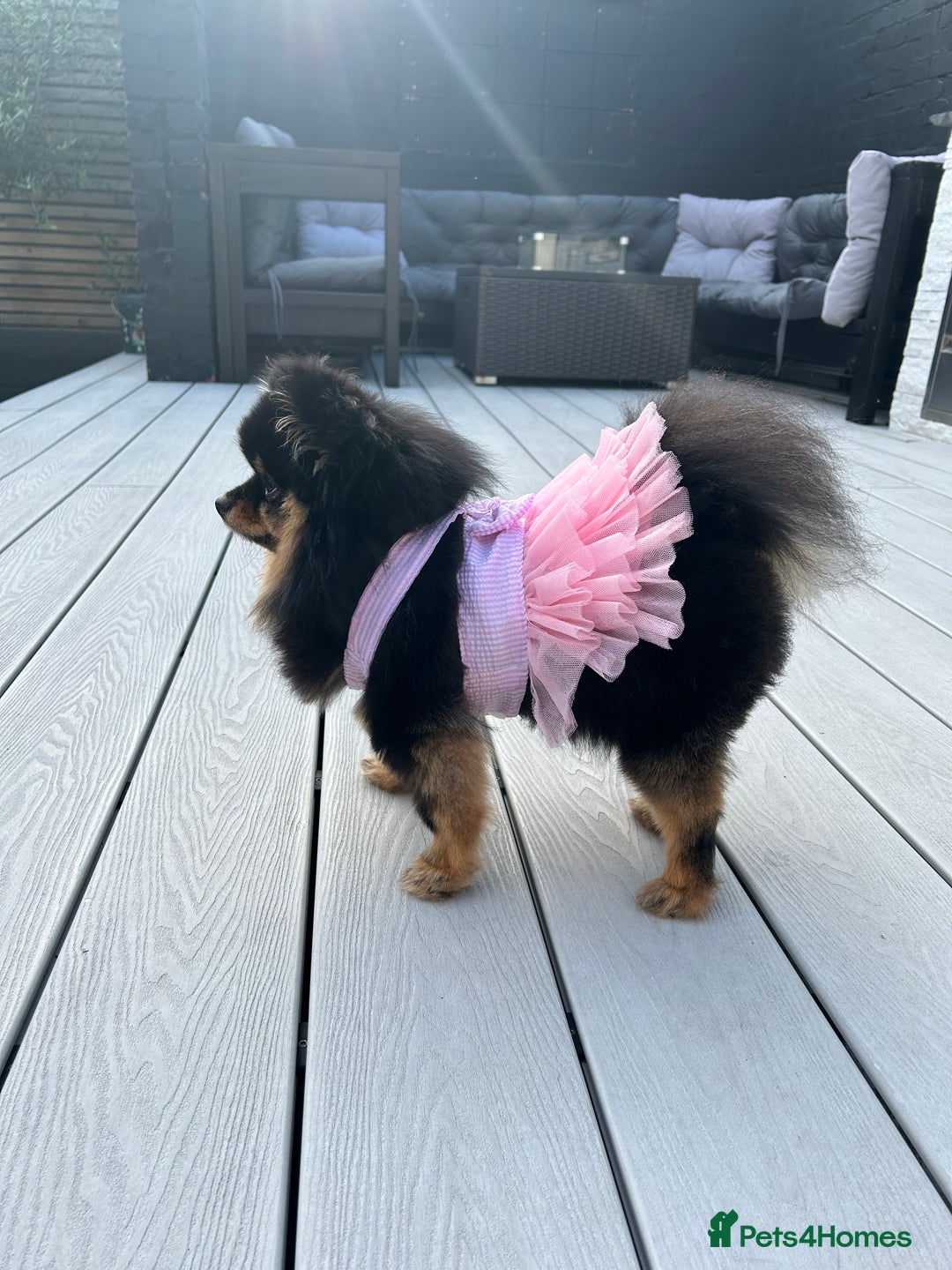 Pomeranian dogs for stud: Kai Kai lilac boy 💜  ( STUD ONLY ) (PROVEN)  in Liverpool - Advert 30