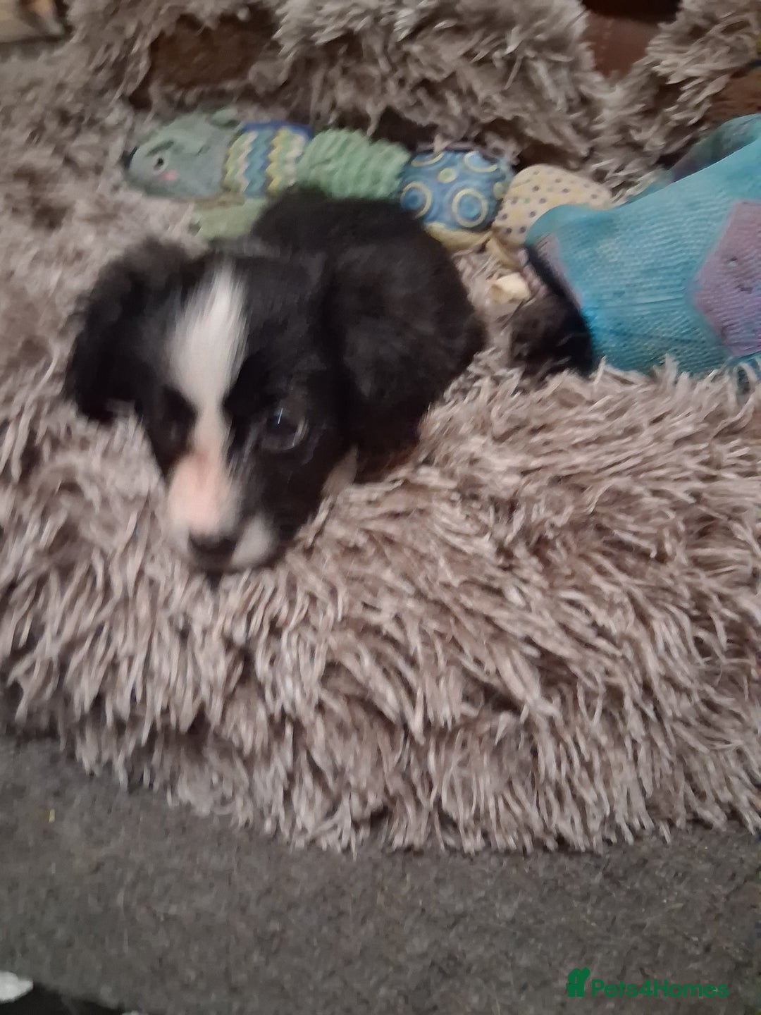 Mixed Breed dogs for sale: Papillon x collie - Image 18