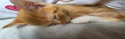Mixed Breed cats for sale: 1/4 Maine coon kittens in Wolverhampton - Advert 6