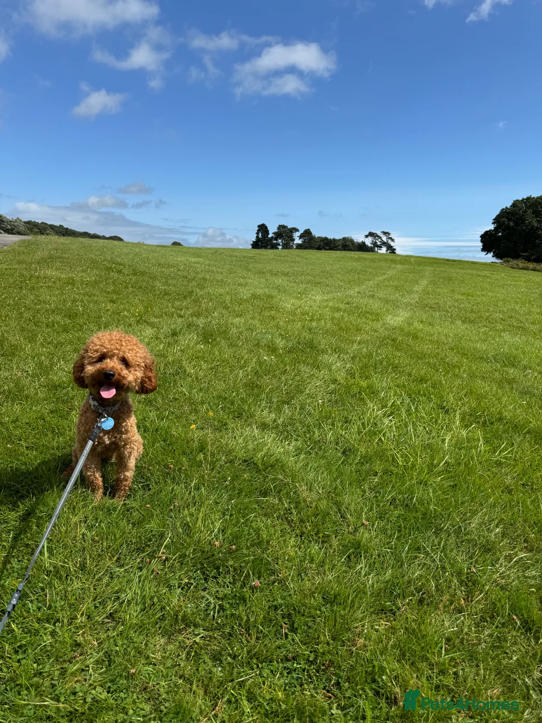 Miniature Poodle dogs for stud: Rufus  - Advert 2